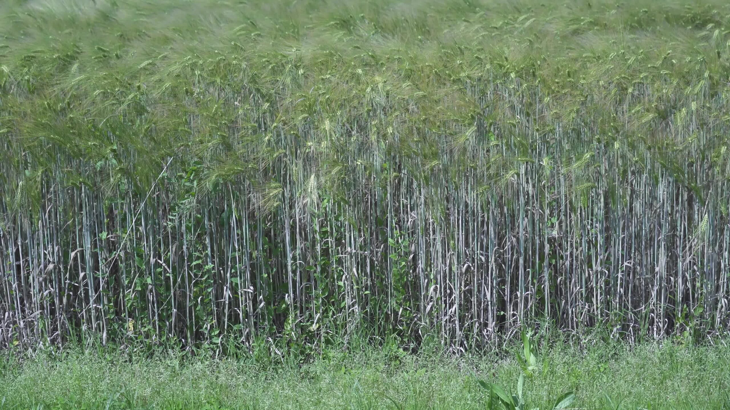 Green barley in the wind