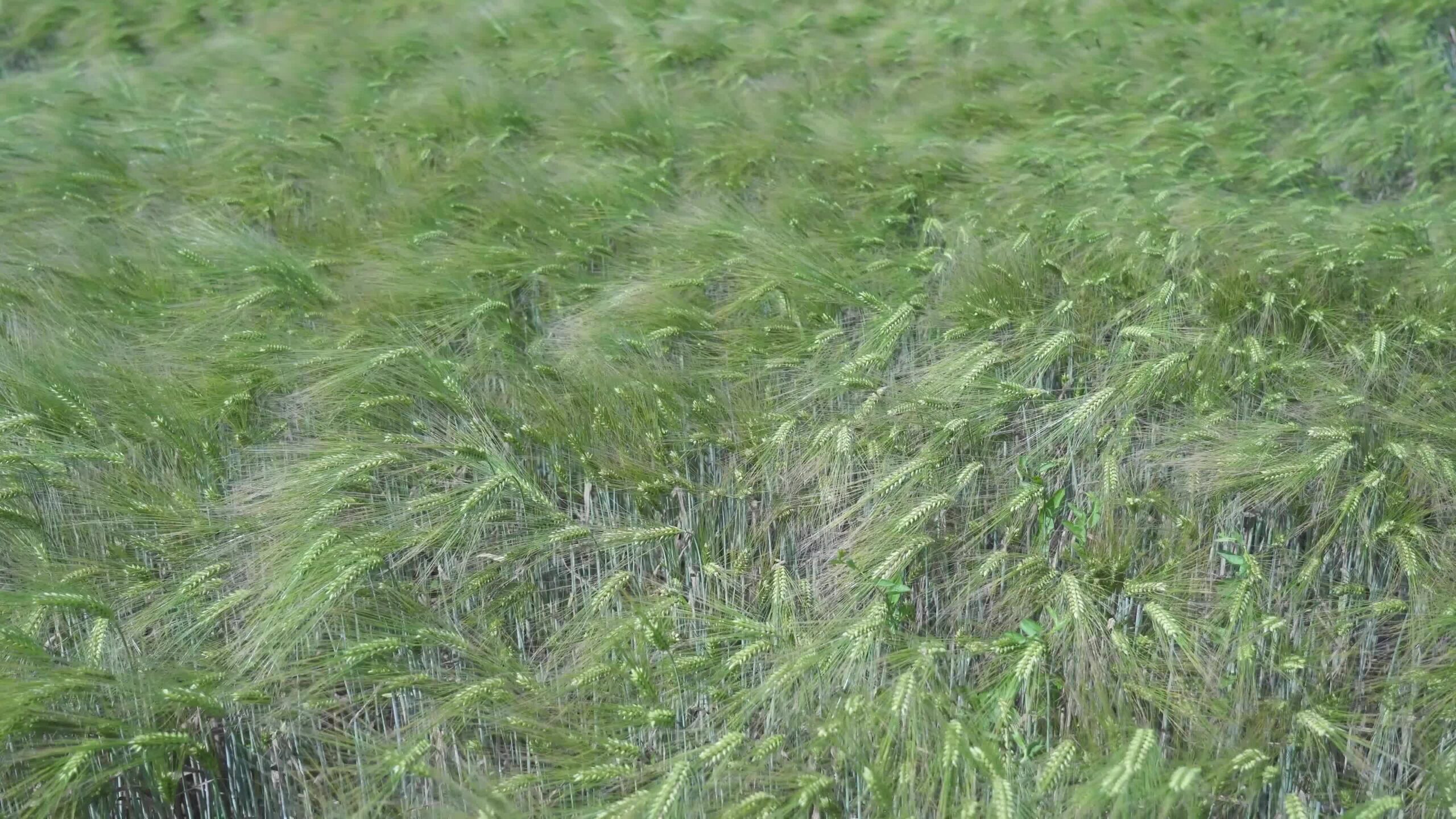 Wind blows on the green field of wheat