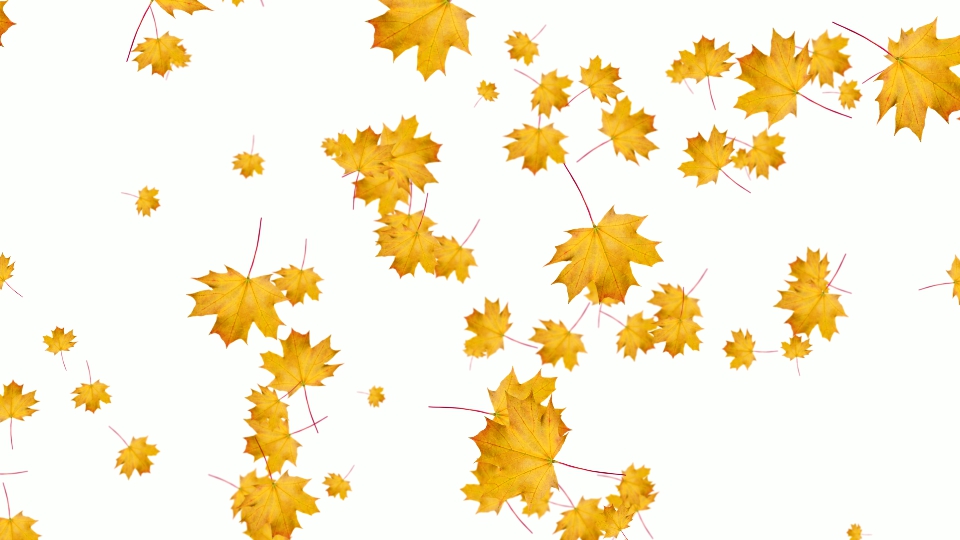 Orange maple leaves fall on a white background