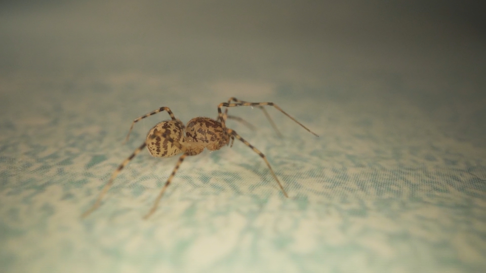 Macro of the walking spider