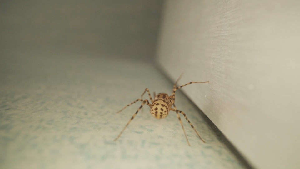 Spider walks near the wall