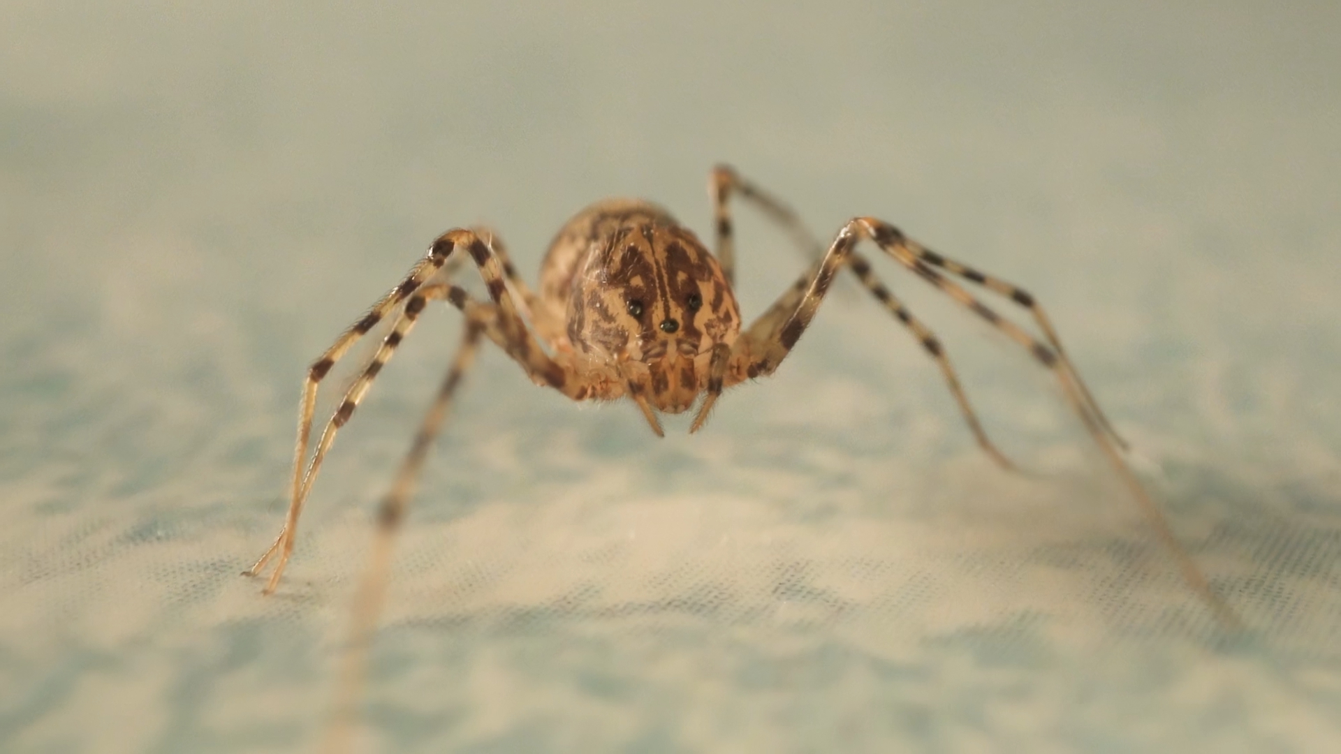 House spider walks in slow motion – Macro shot