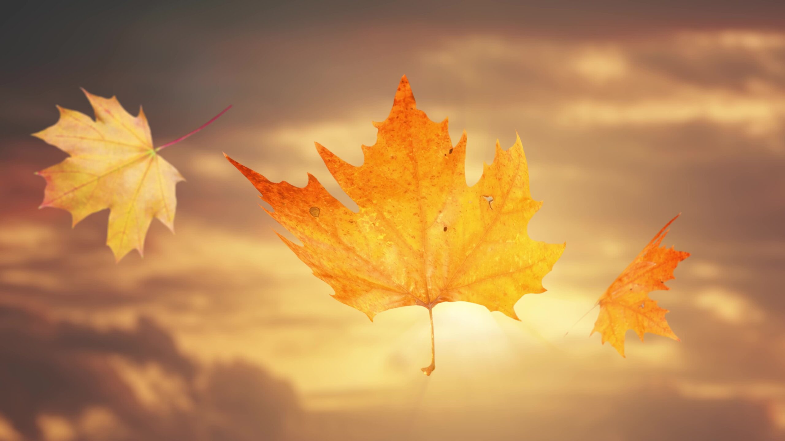 Tre foglie di autunno cadono al bellissimo tramonto