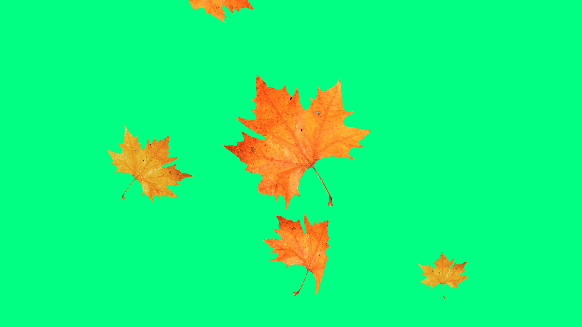 Green screen of autumn leaves