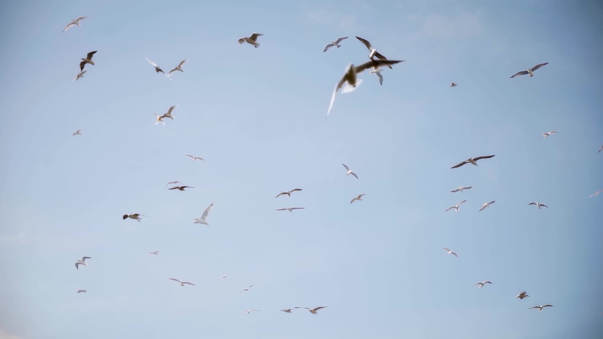 Many seagulls fly in the sky