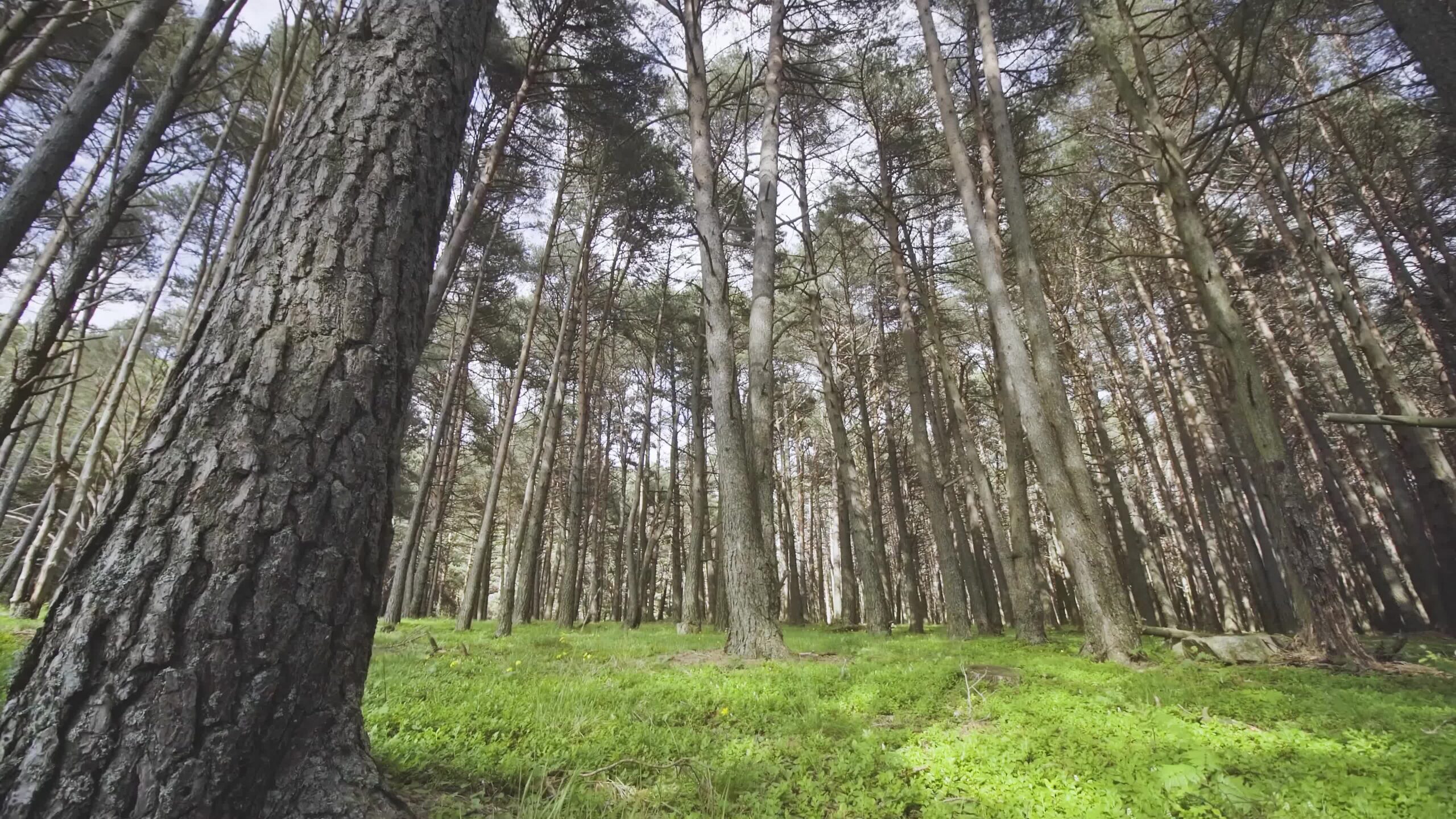 Movement between tall trees in the forest in summer