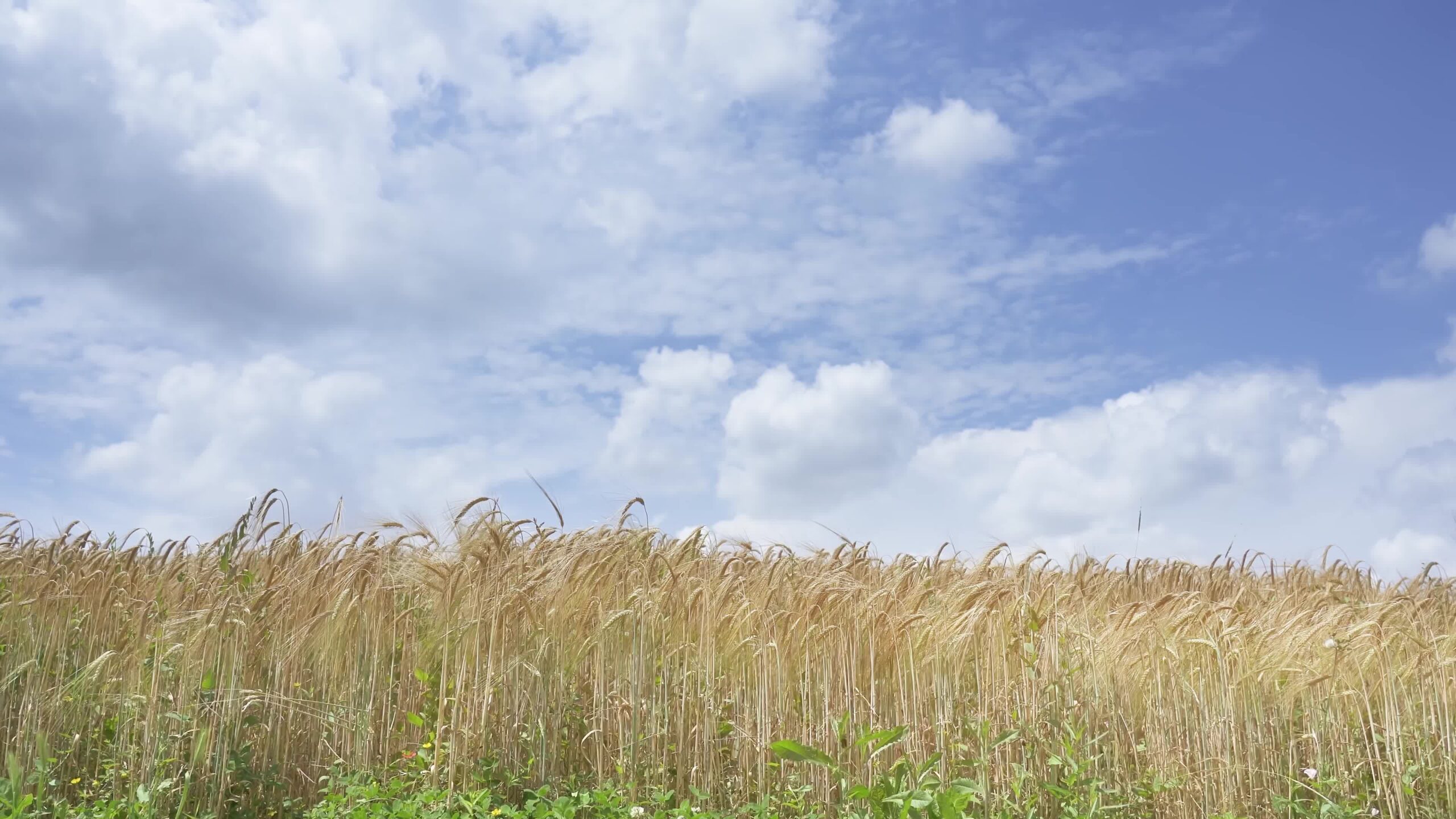 Wheat field with copy space over blue sky