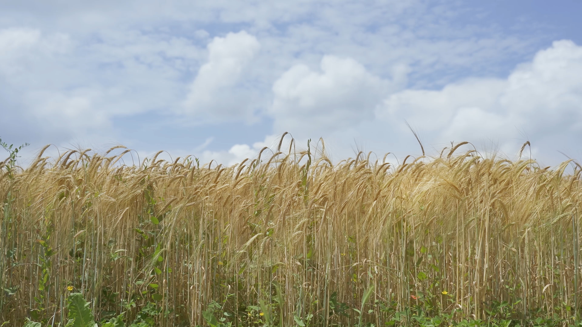 Grano scresce sotto cielo azzurro