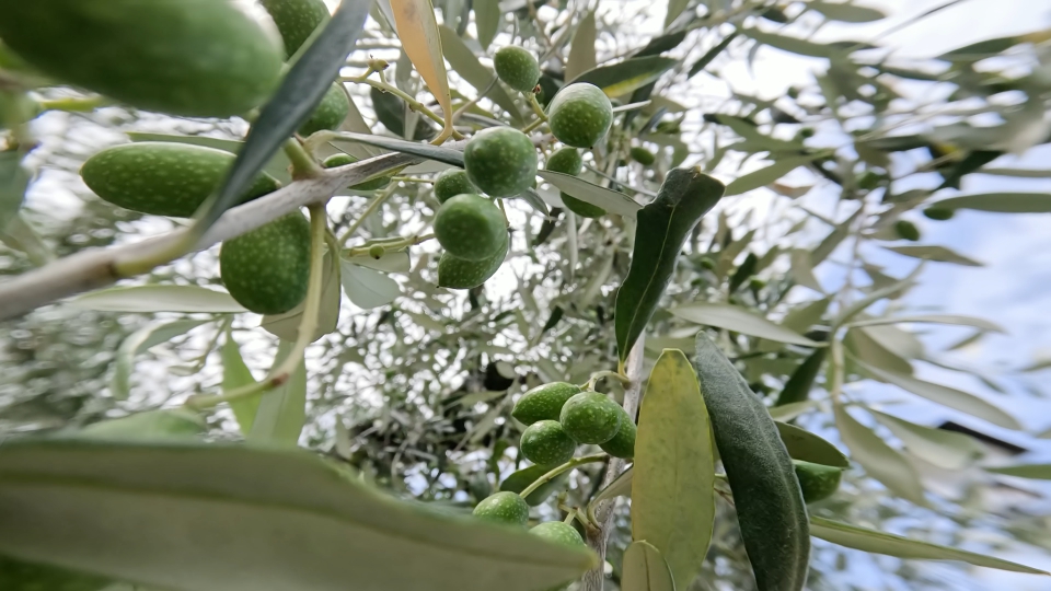 Olive verdi crescono sull’albero