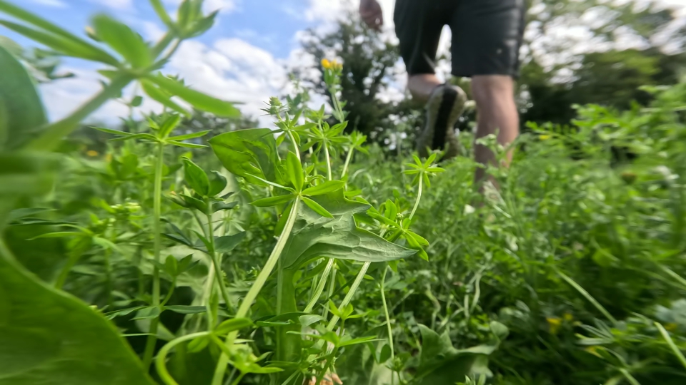 Spostamento tra piante verdi che fioriscono in estate