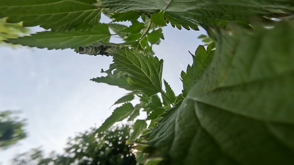 Ortica verde alta sotto cielo blu