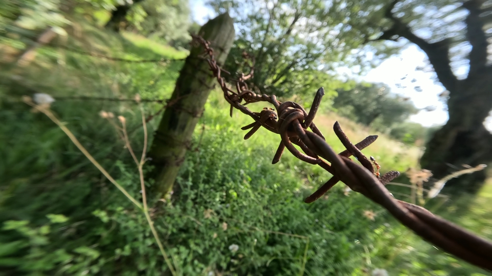 Old barbed fence among the nature