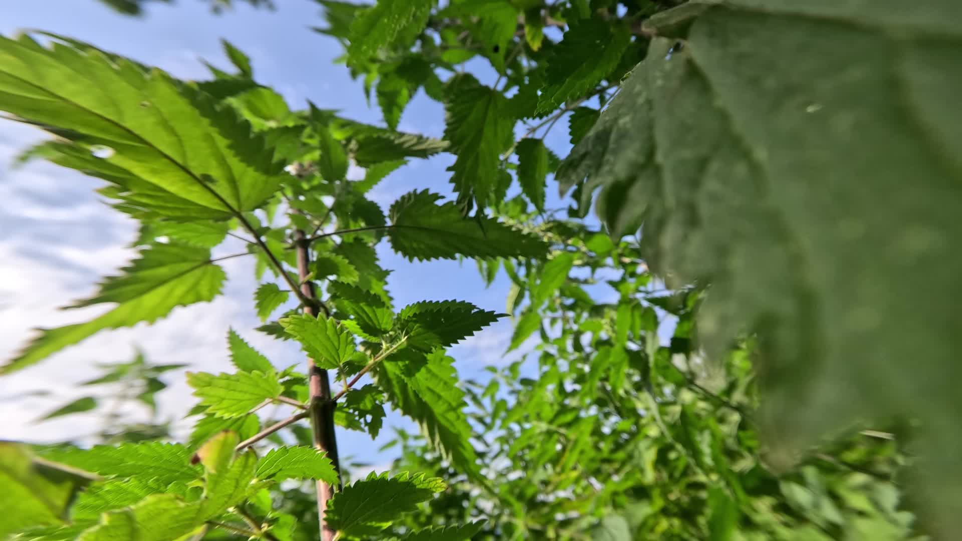 Macro movement between green nettle plants