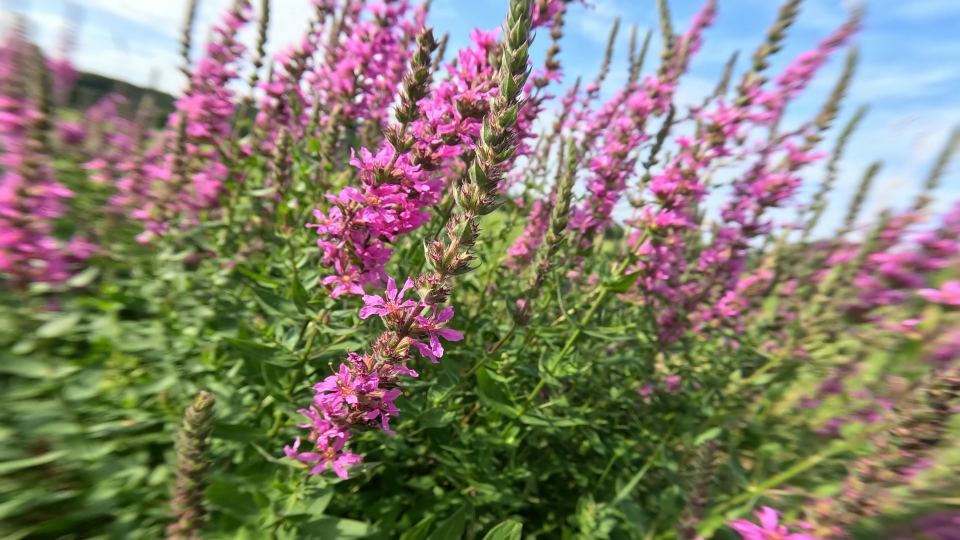 Purple loosestrife, also called Lythrum salicaria