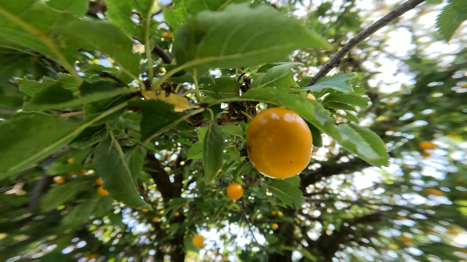 Ximenia americana con suoi frutti gialli