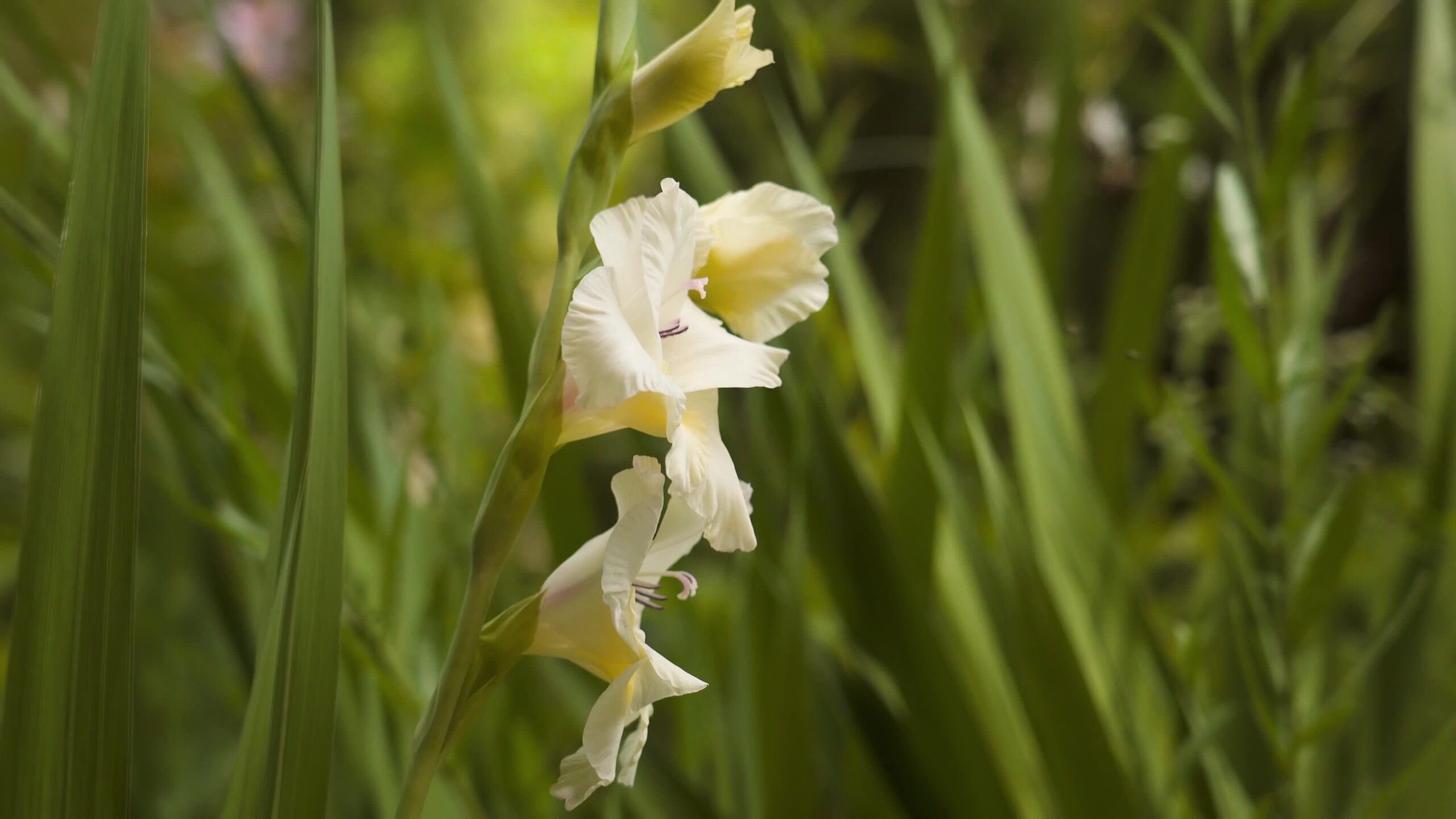 Gladiolus among green grass