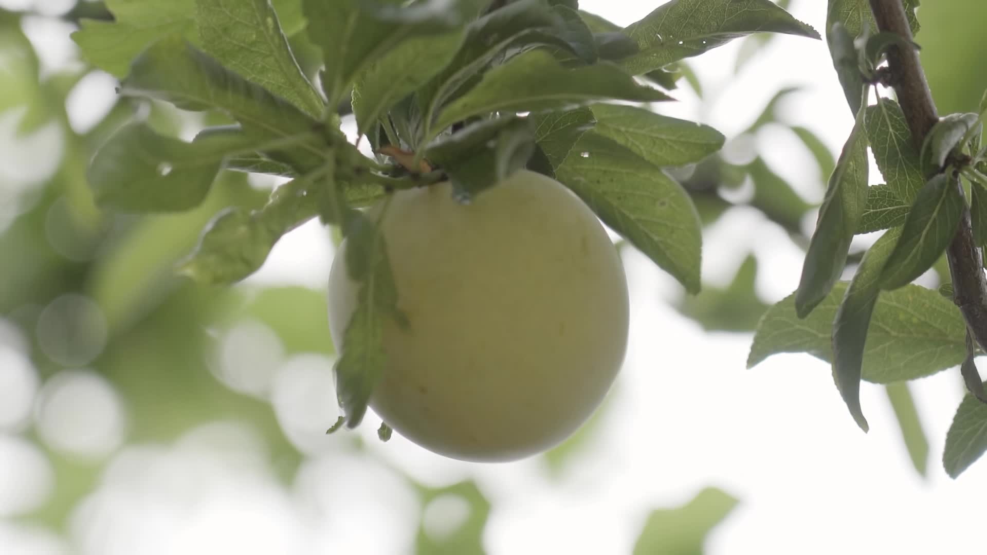 Prugna verde cresce sull’albero