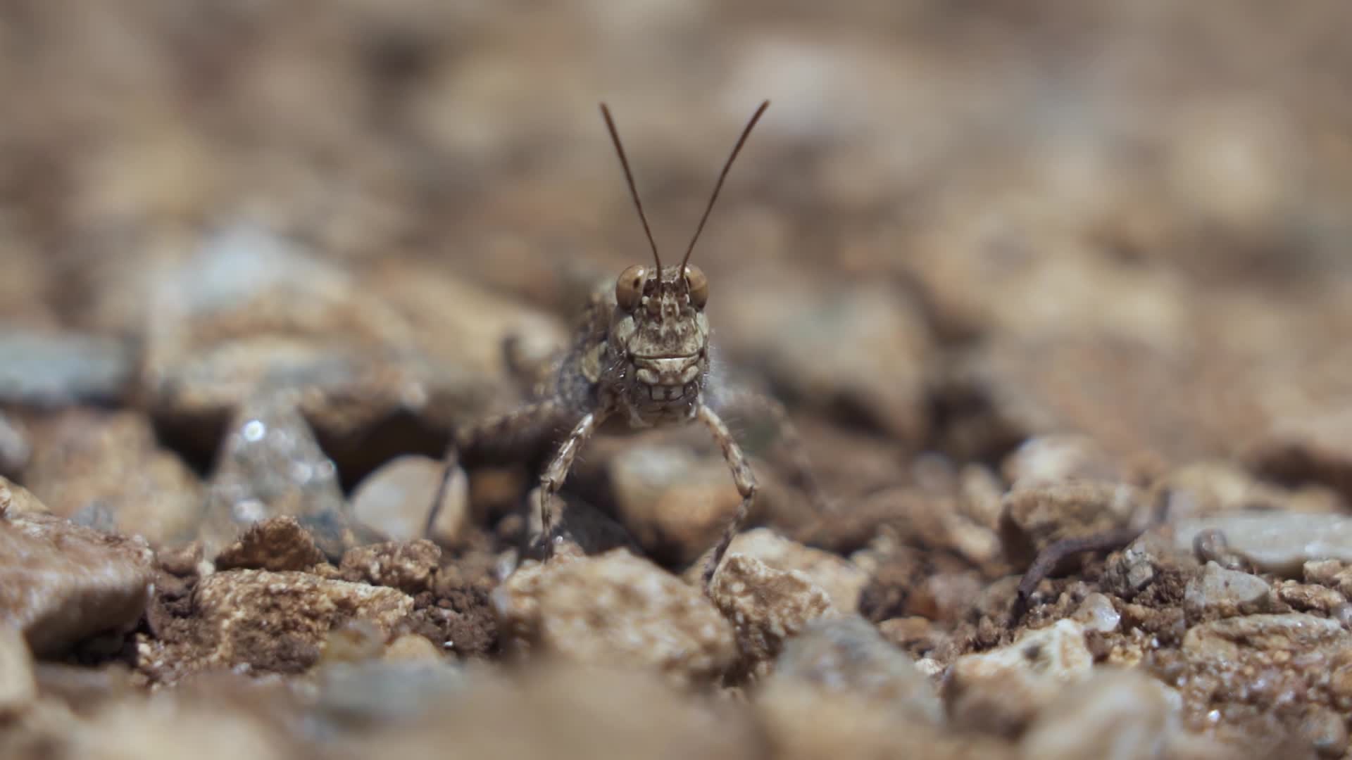 Muso in macro della caelifera