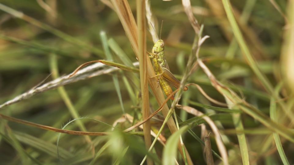 Cavallette tra erba verde