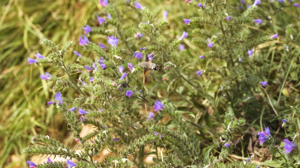 Galium sphinx collects flower nectar