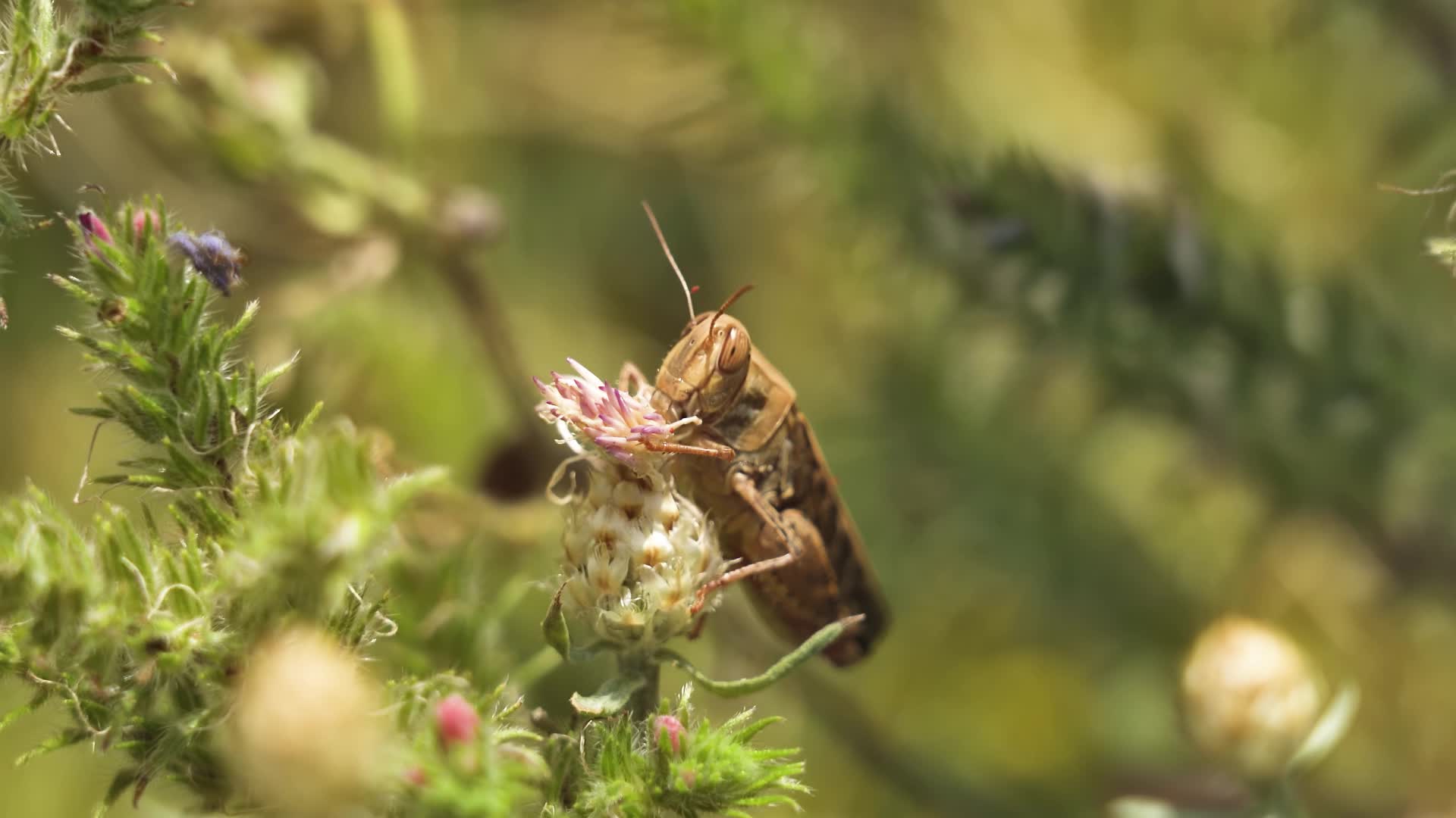 Cavalletta mangia il fiore di Cirsium