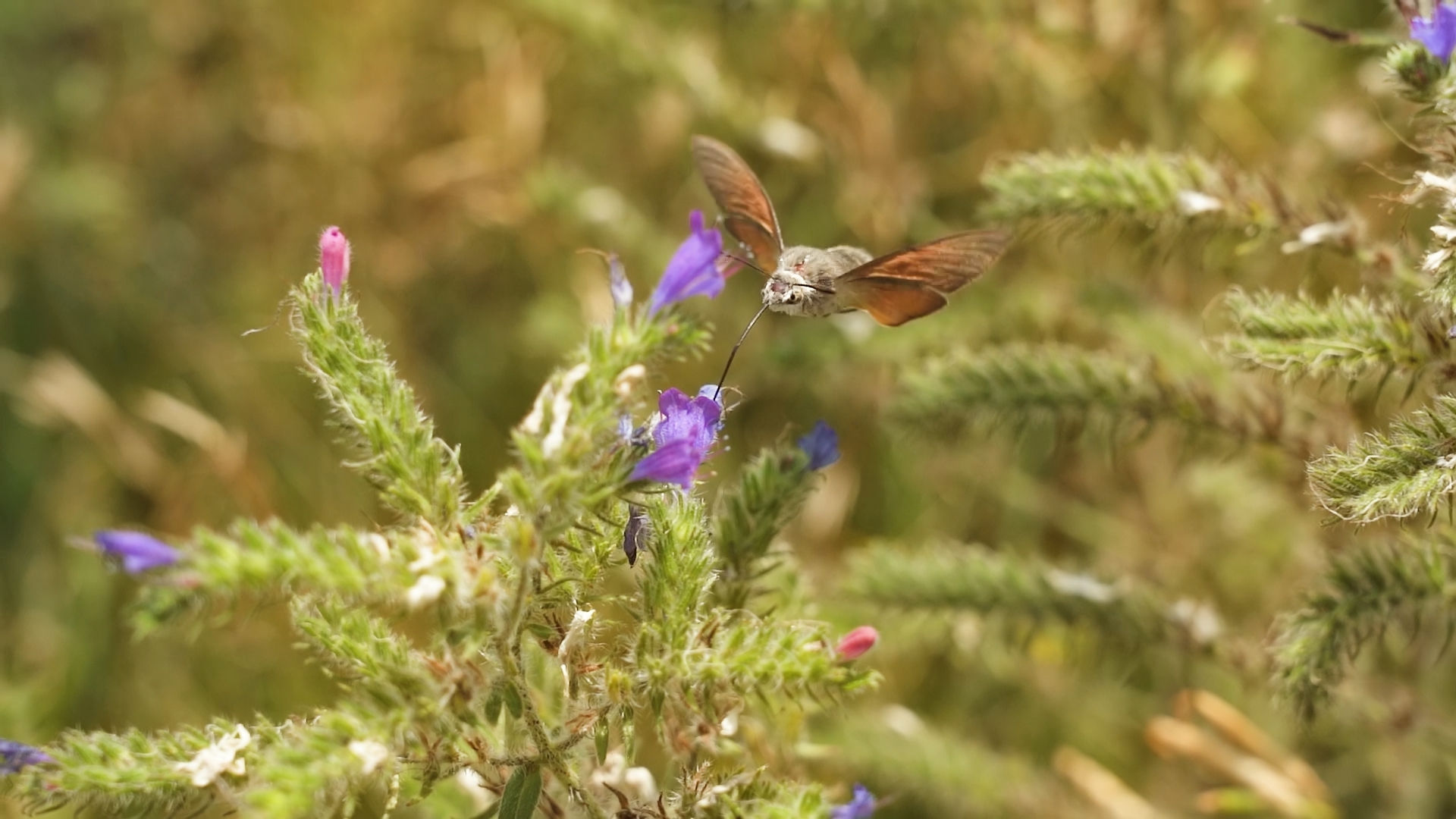 Galium sphinx sucks nectar from flowers