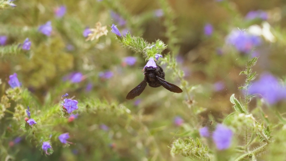 Carpenter bee sucks nectar