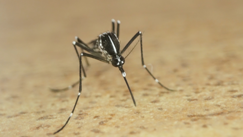 The needle-straw called the lip of the tiger mosquito