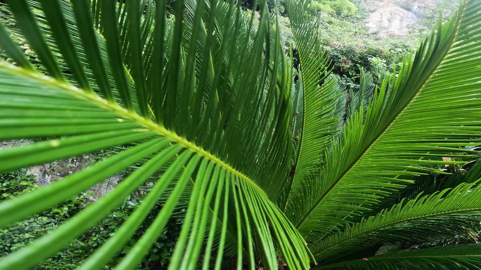 Spostamento tra le foglie verdi di Cycas