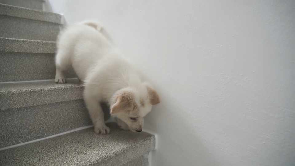 Puppy dog goes down the stairs