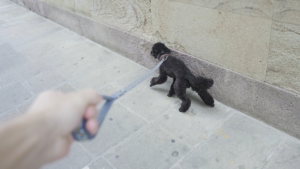 Walk with poodle on a leash