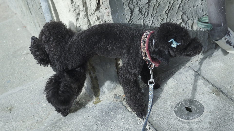 Poodle dog pees