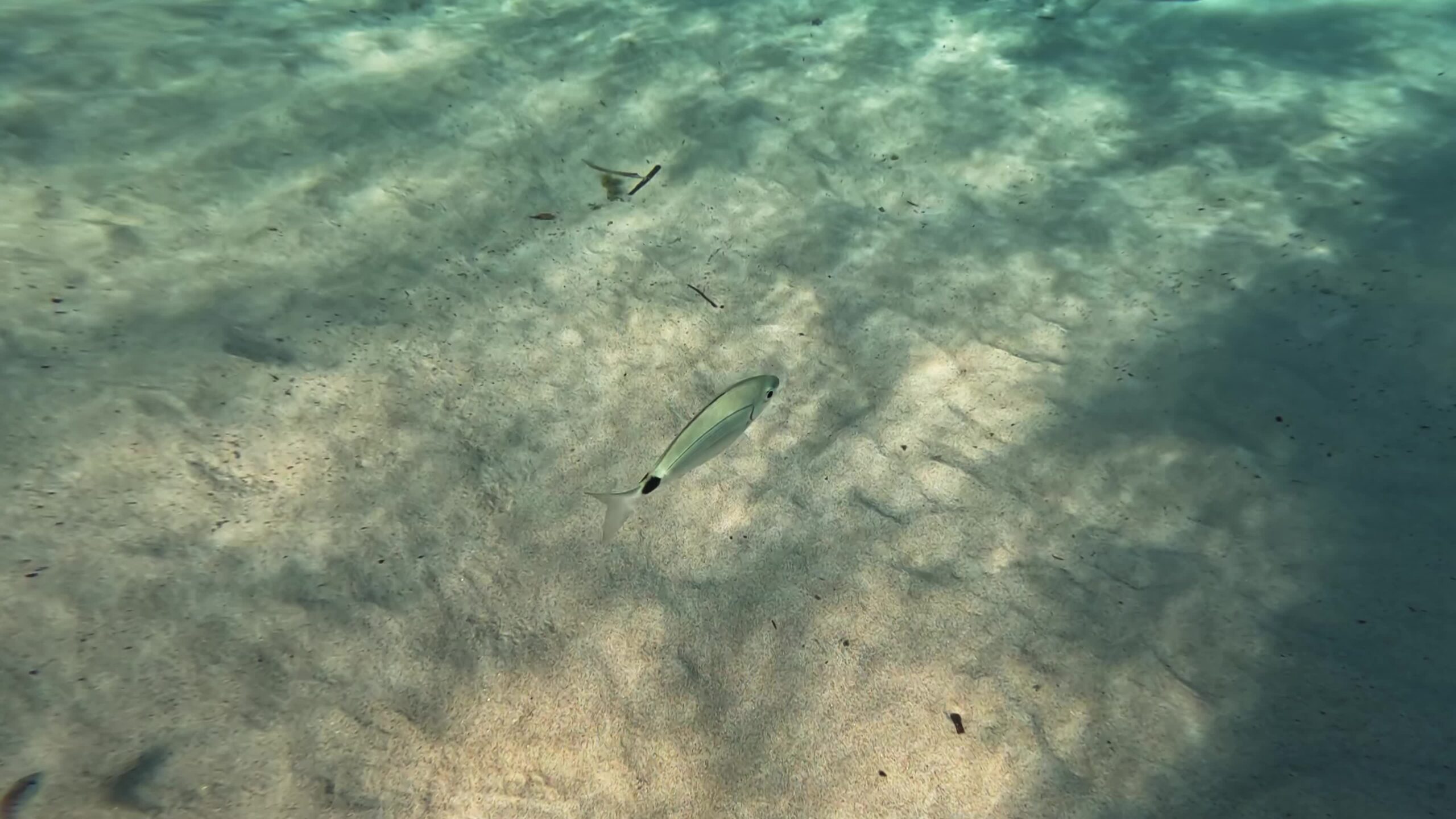 Glance fish swims at the bottom of the water