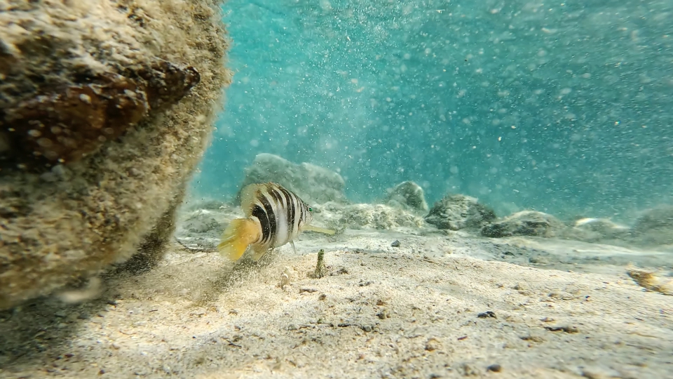 Fish on the seabed of Sardinia