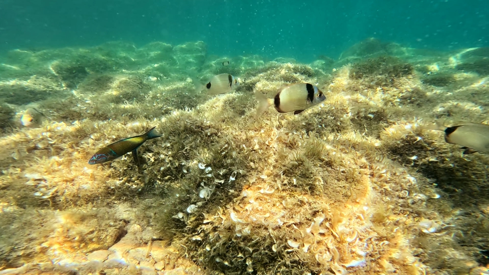 Diversi pesciolini nuotano sul fondo del mare colorato