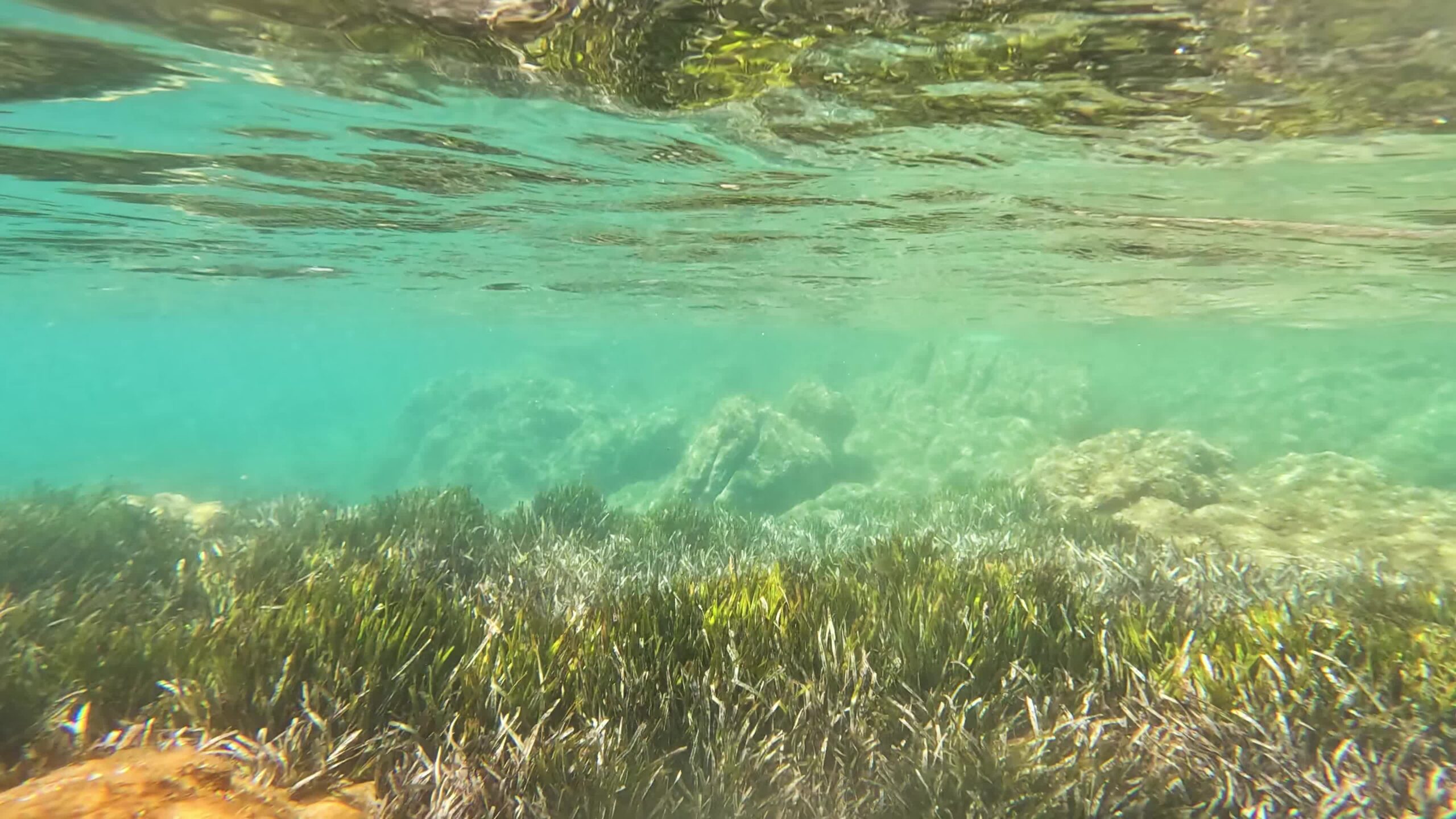 Seabed with algae and rocks