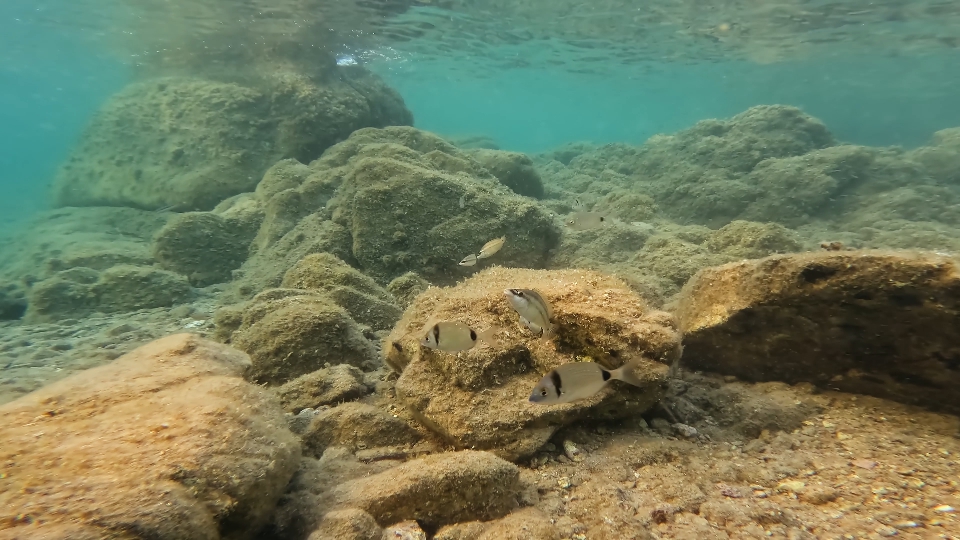 Symphodus ocellatus and Diplodus vulgaris