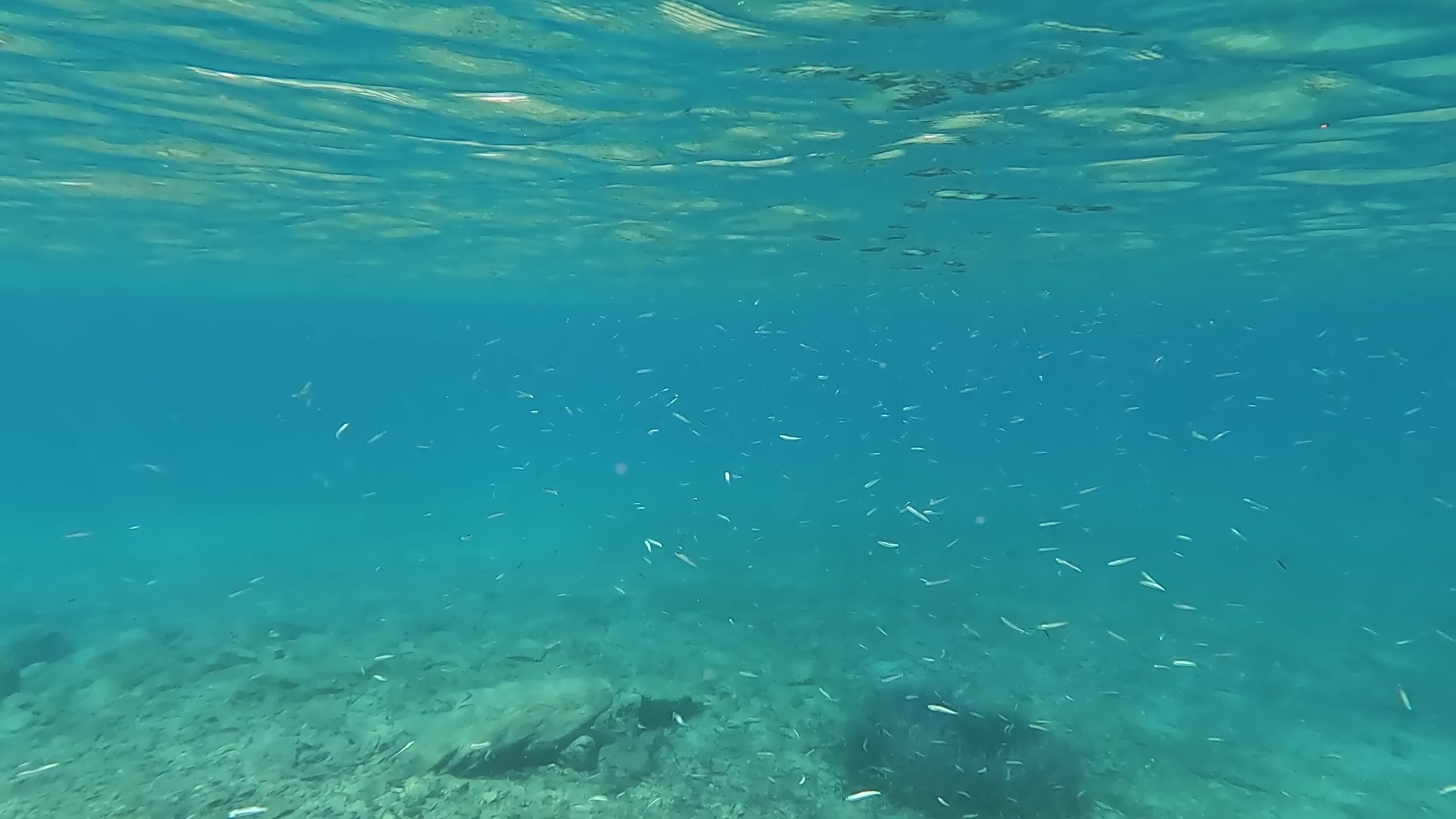 Molti pesci molto piccoli nel mare blu