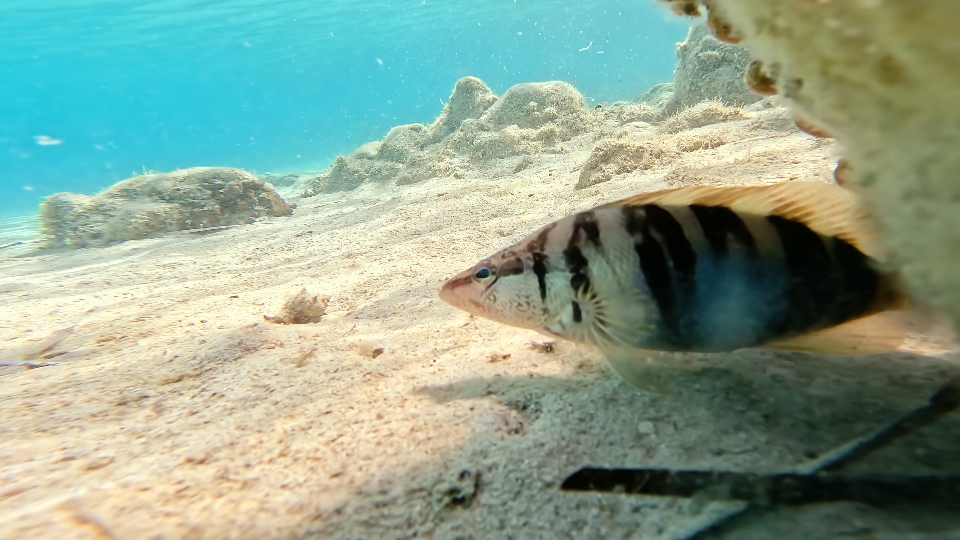 Serranus scriba on the seabed