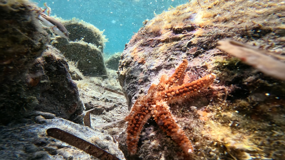 Starfish in the sea water