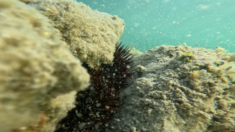 Sea urchins among the rocks