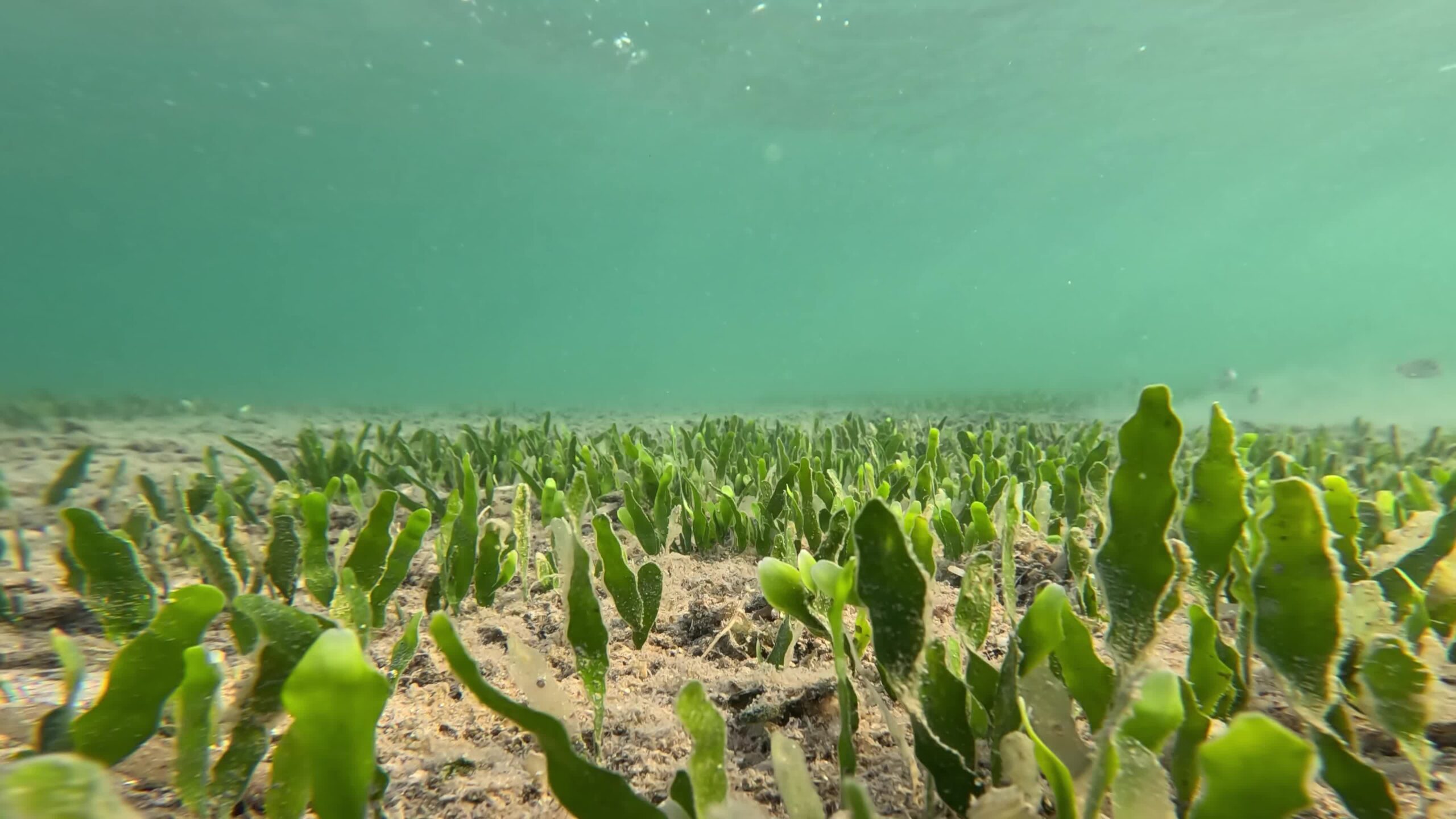 Green plants on the seabed