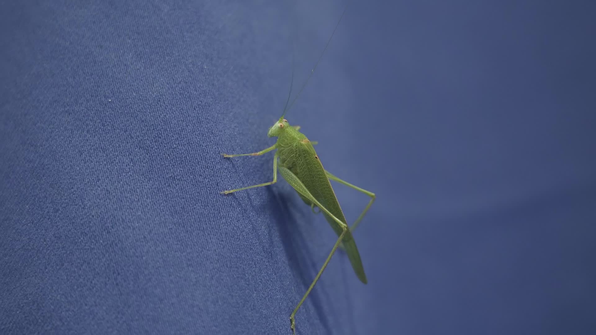 Green grasshopper