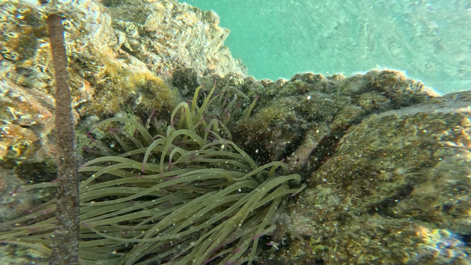 Sea anemones among marine rocks