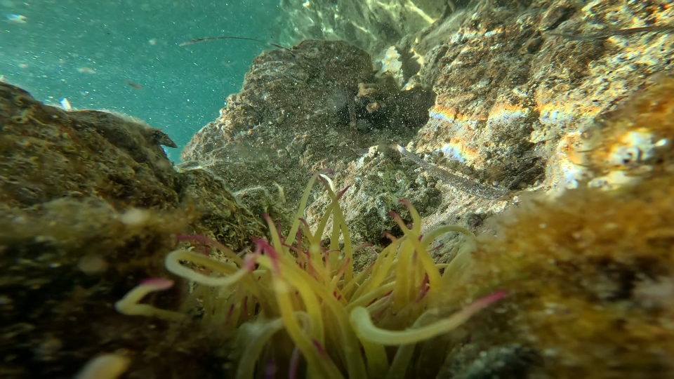 Sea anemones among the rocks