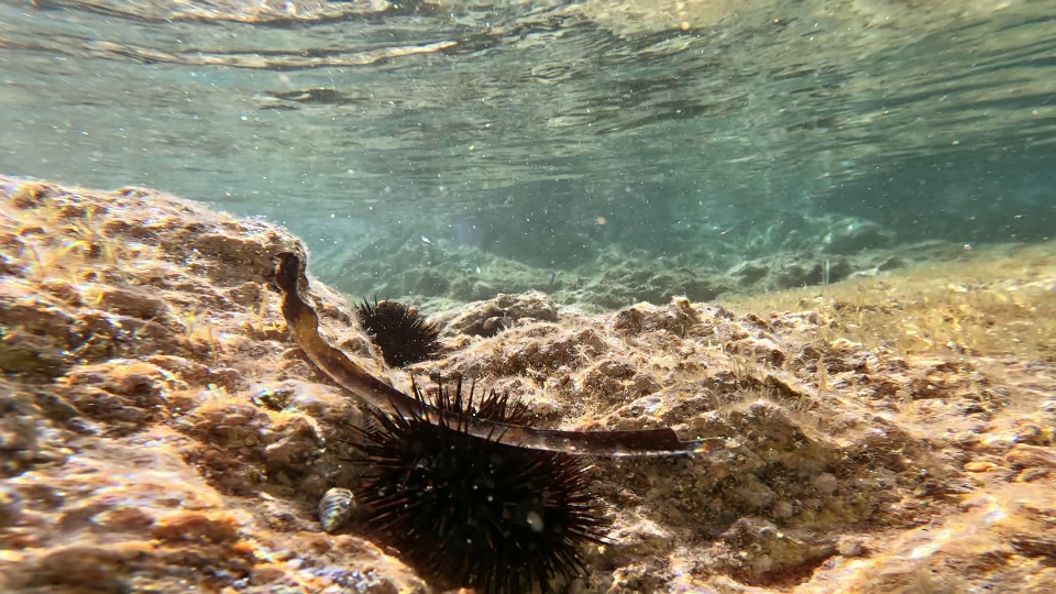 Ricci di mare sul fondo marino