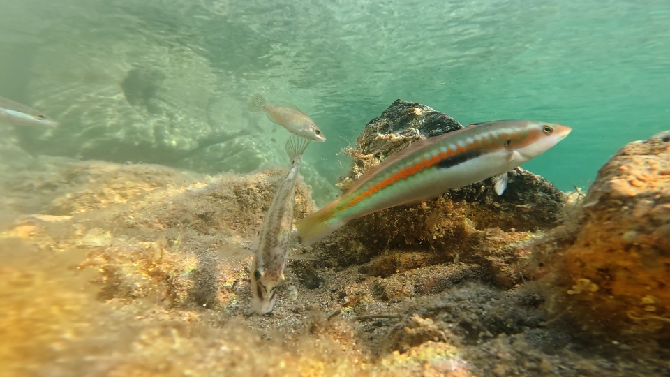 Pesci tra pietre del mare