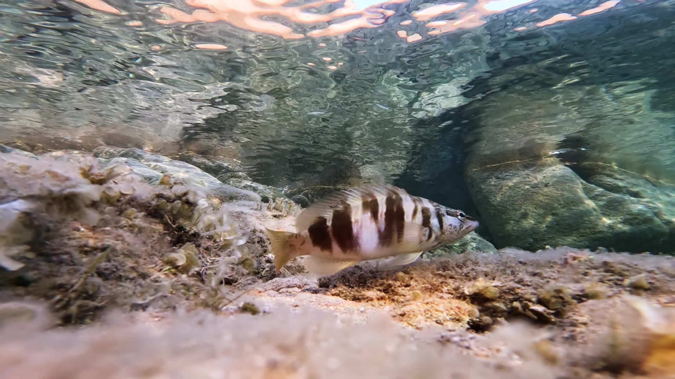 Striped fish Serranus scriba