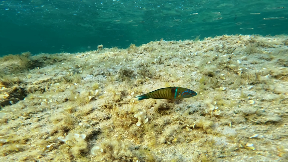 Green and blue wrasse swims in the sea