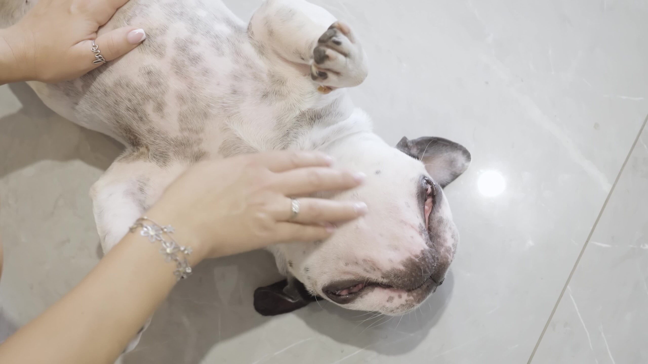 French bulldog is being pampered at home